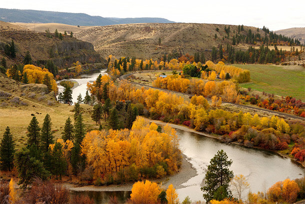 Trees along river