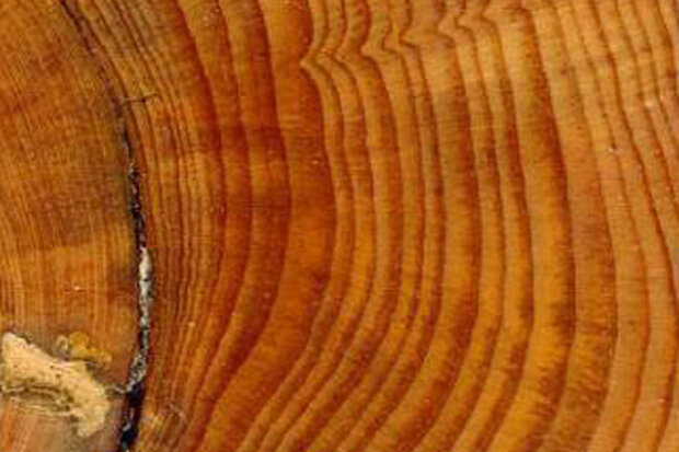 Tree rings